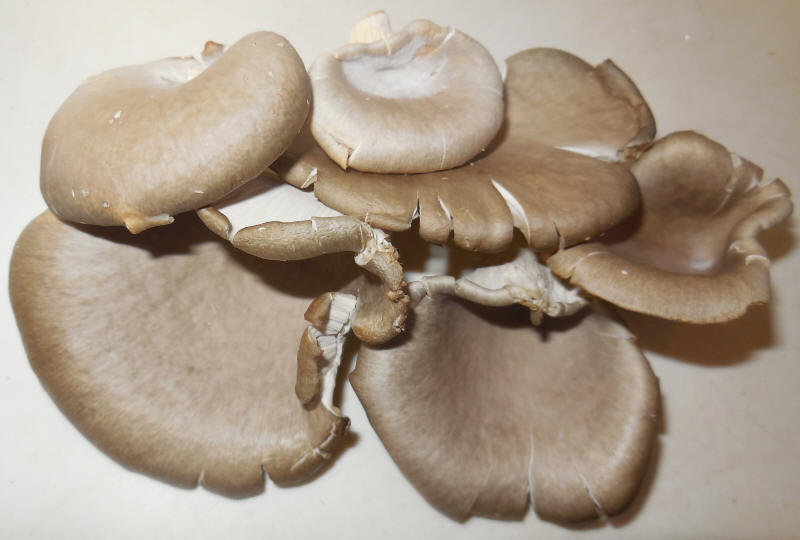 Mushrooms, Blue Oyster
