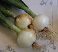Onions, White Sweet