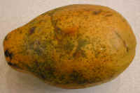 Papaya, large red