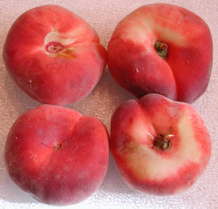 Peaches, Donut Ingredients Descriptions and Photos An AllCreatures