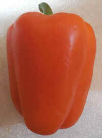 Pepper, Orange Bell