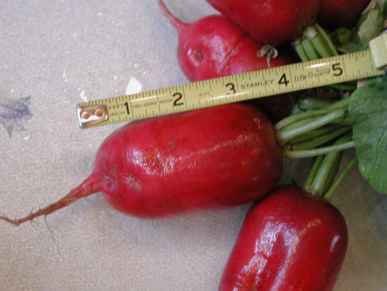 Large Red Radish-2