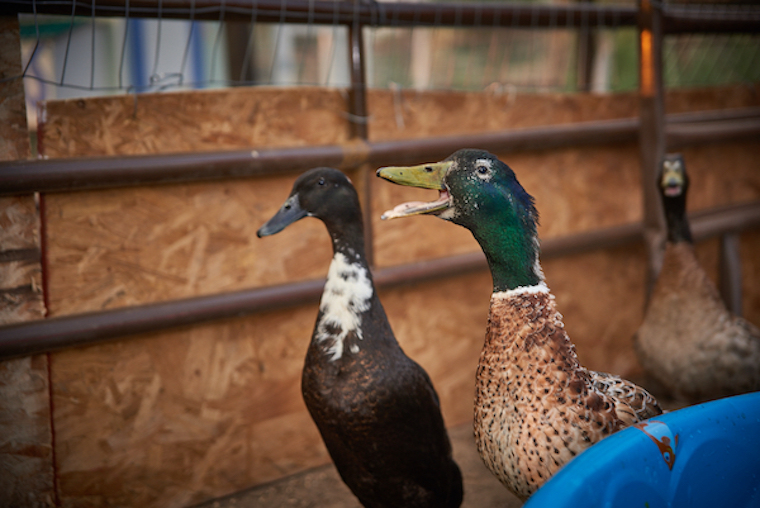 Ducks Ahimsa