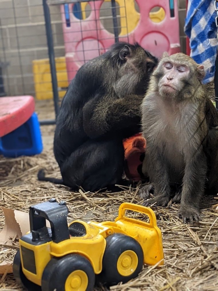 Macaques Rocky Junior