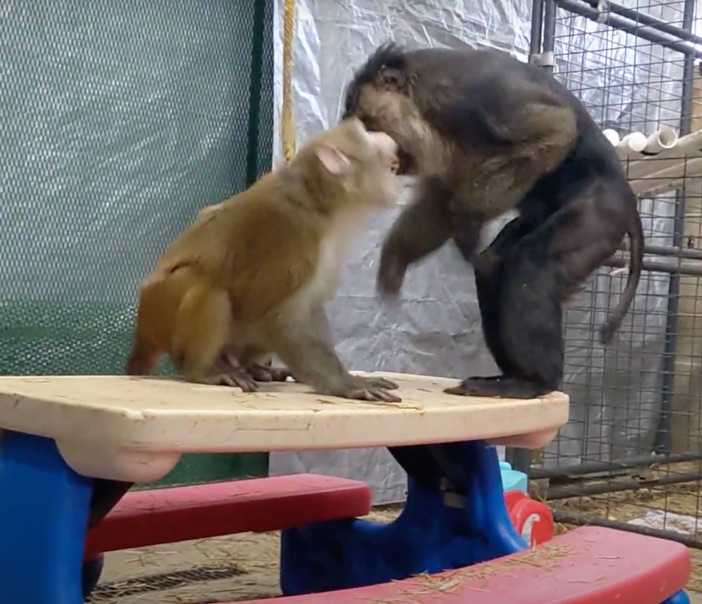 Macaques Junior Rocky