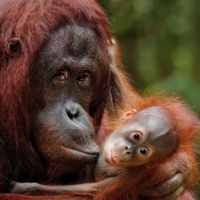 orangutan mom baby
