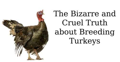 turkey rape