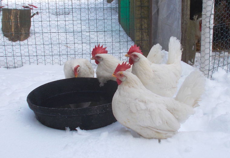 chickens in snow