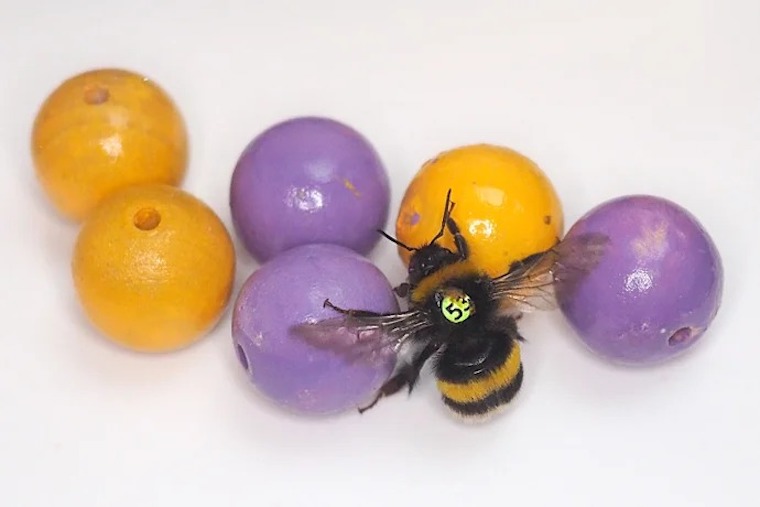Bumblebees playing