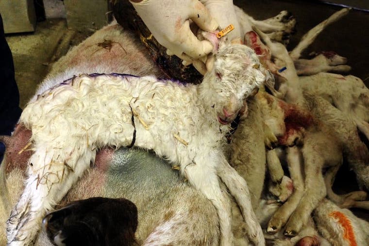 dead Lamb