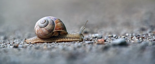 Snail