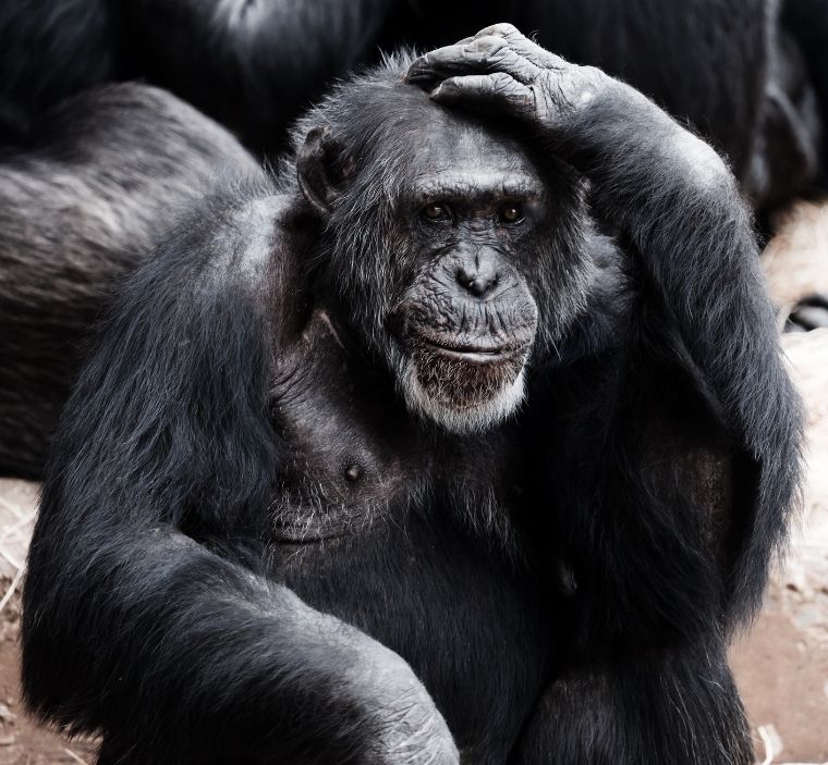chimpanzee