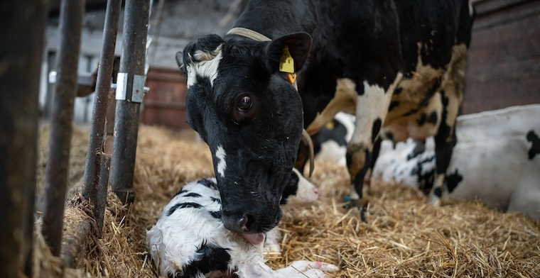 Cow and Calf