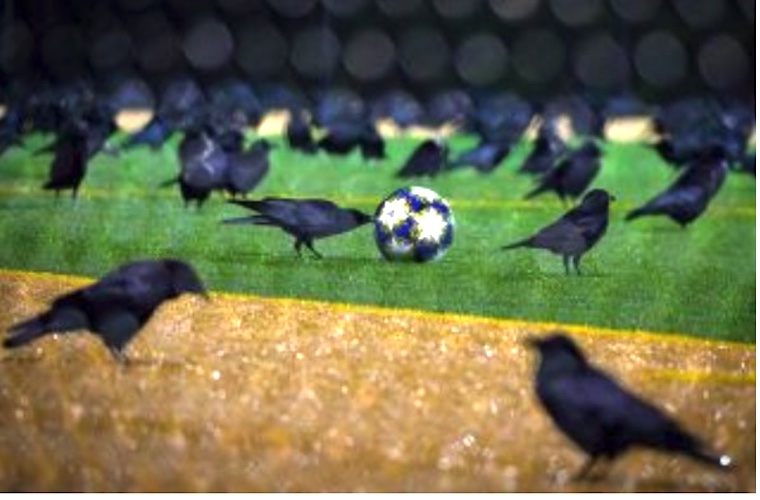 soccer playing Crows