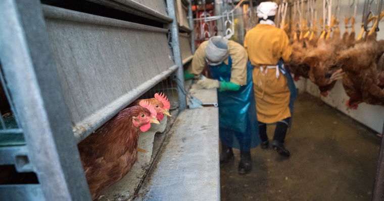 Chicken slaughterhouse