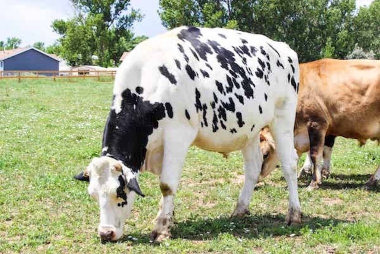 Cow Domino