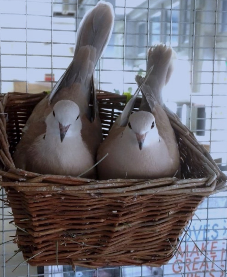 Doves Egbert and Avery