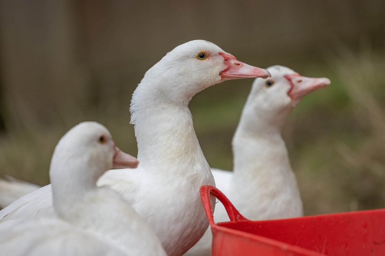 Edgar's Mission Ducks