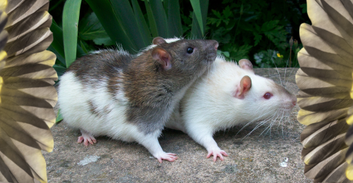 two rats