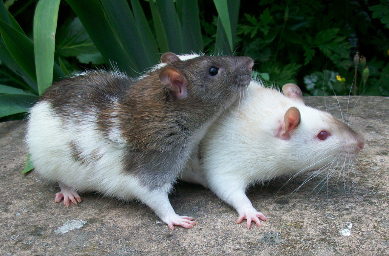 two rats