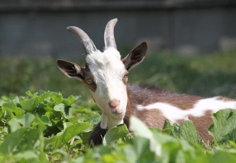 happy Goat