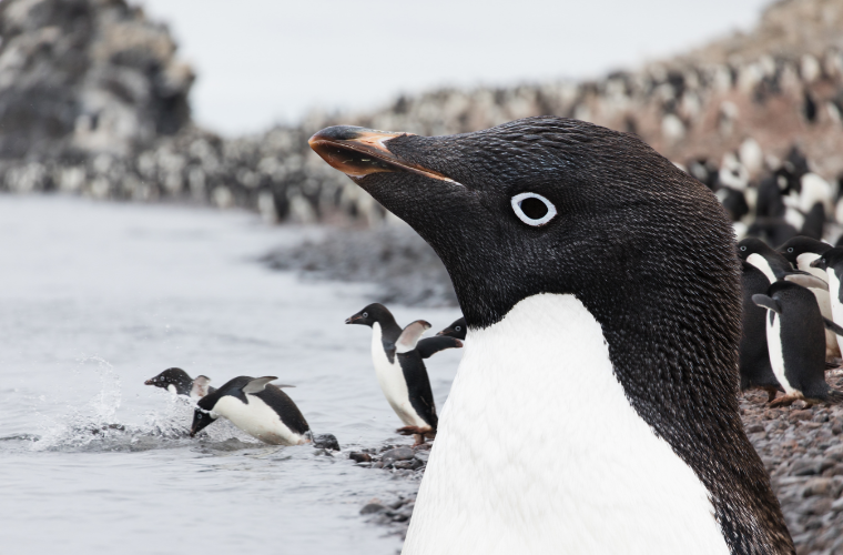 Ad�lie penguins