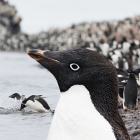Ad�lie penguins