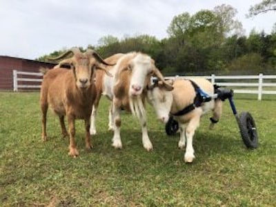 happy Goats