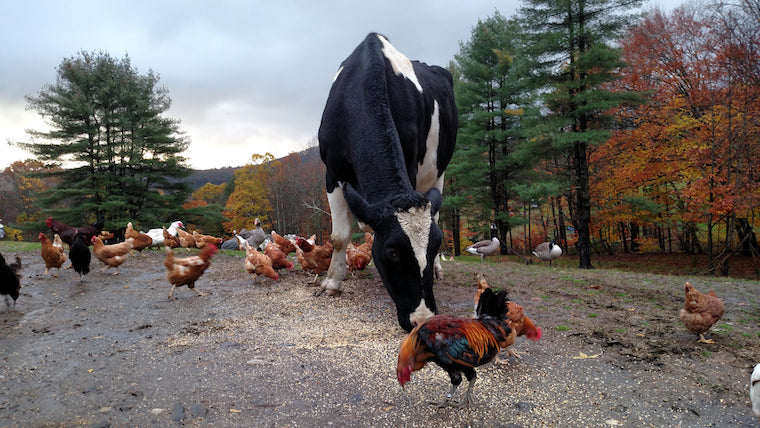 rescued Cow Brutus