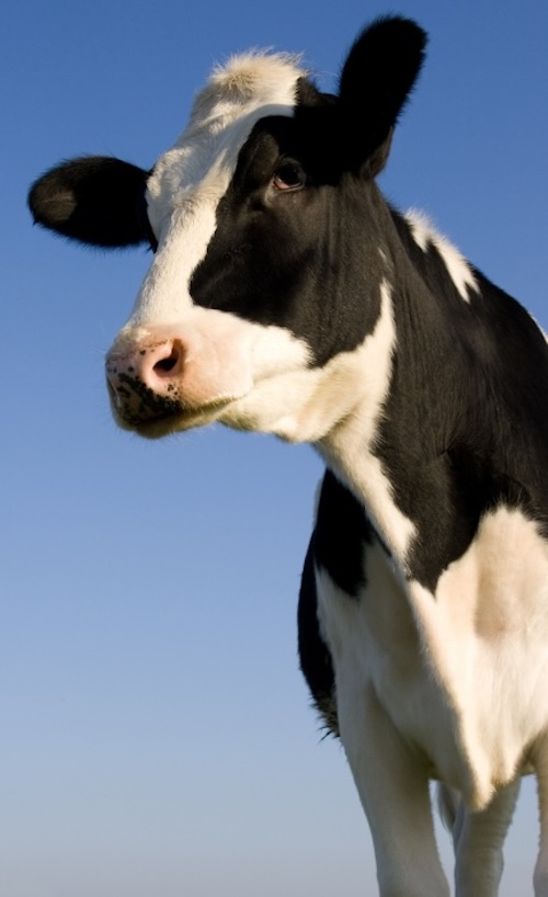 Cow