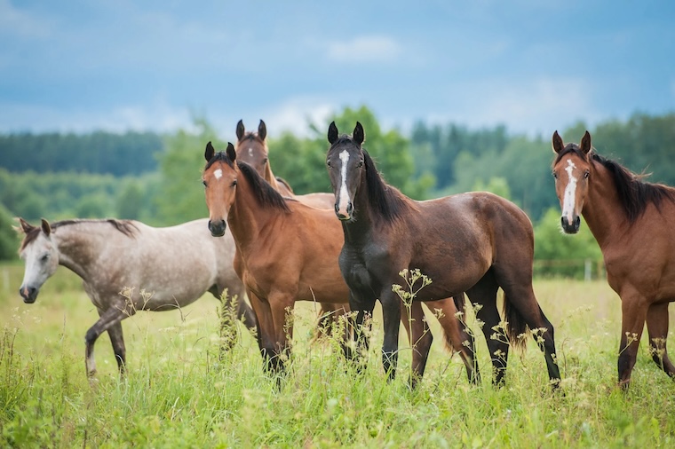 horse herd
