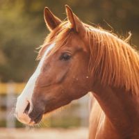happy Horse