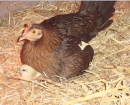 Hen and Chick