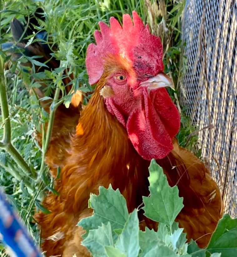 Rooster Jerry