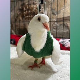 Madame Puff Ball pigeon