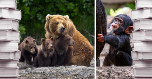 bear and cubs, baby chimpanzee, and books