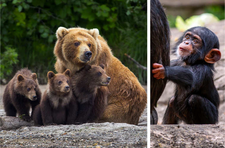 bear and cubs and baby chimpanzee