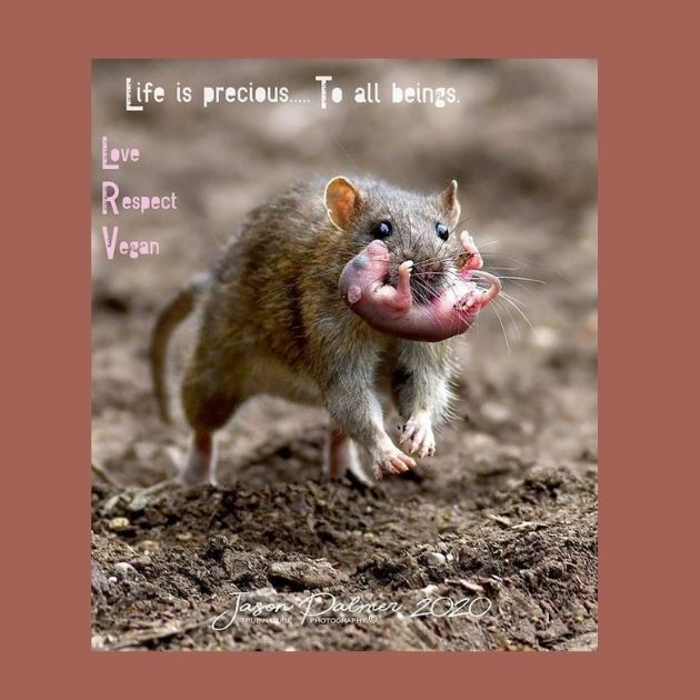 mouse and baby