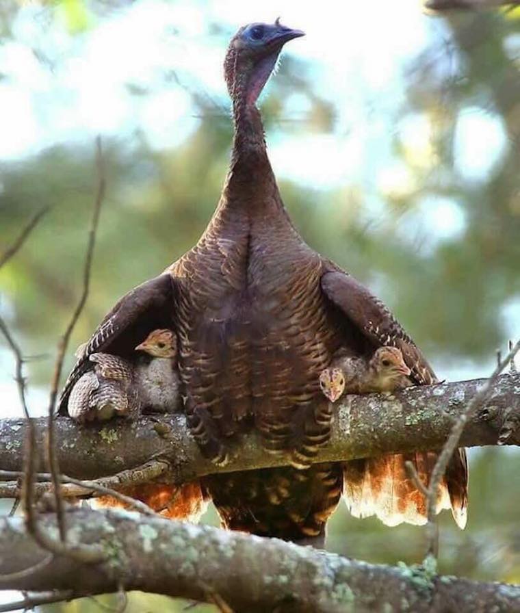 Turkey family