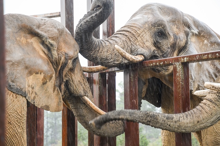Elephant sanctuary residents
