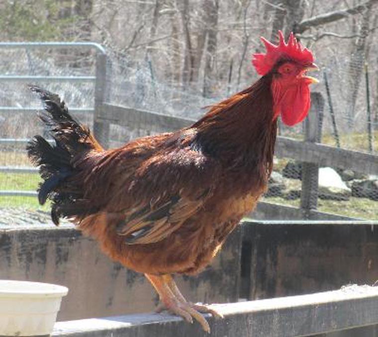 Rooster Big Red