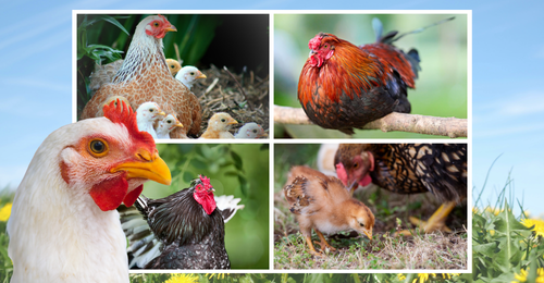 chickens