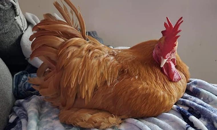 Rooster Rex
