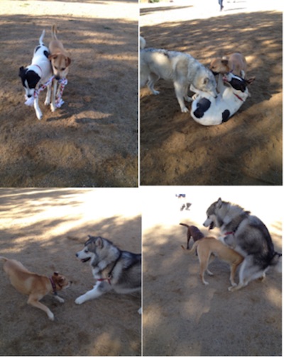 Dogs playing