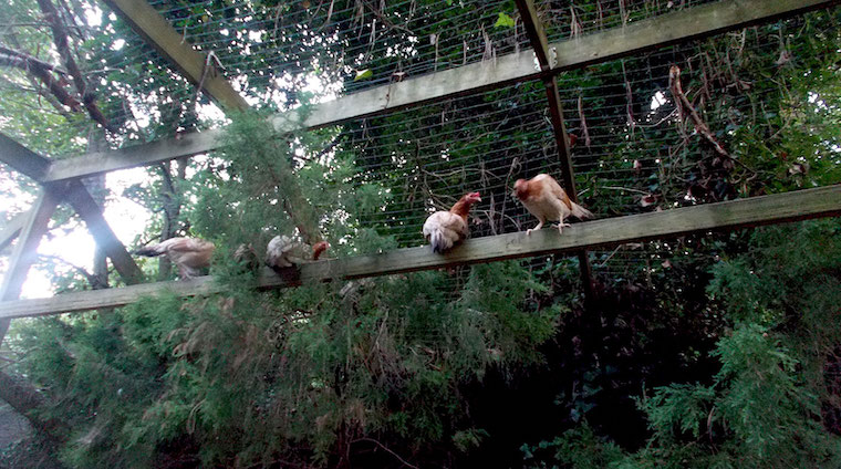 Chickens roosting