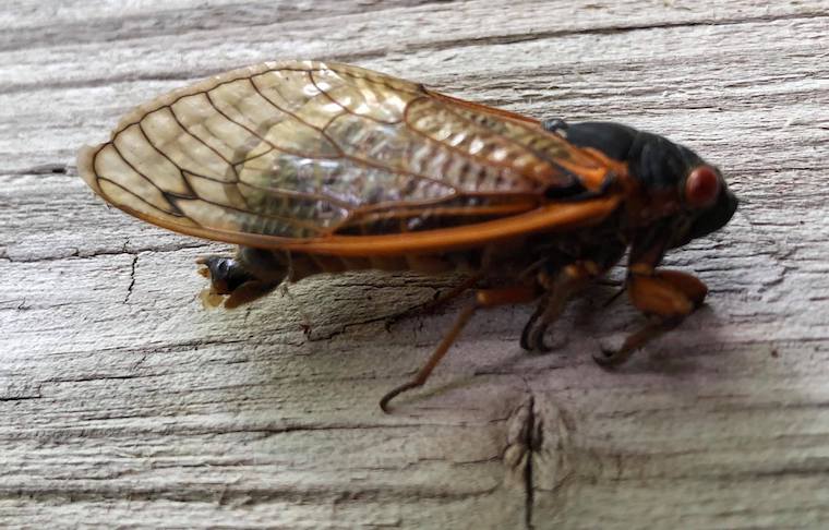 Cicada