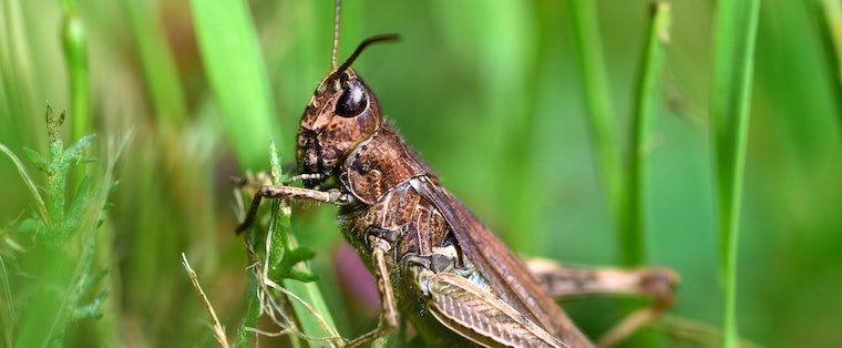 Grasshopper