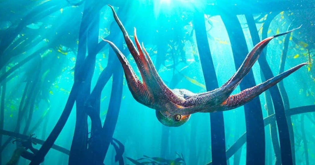 Thinking Like an Octopus