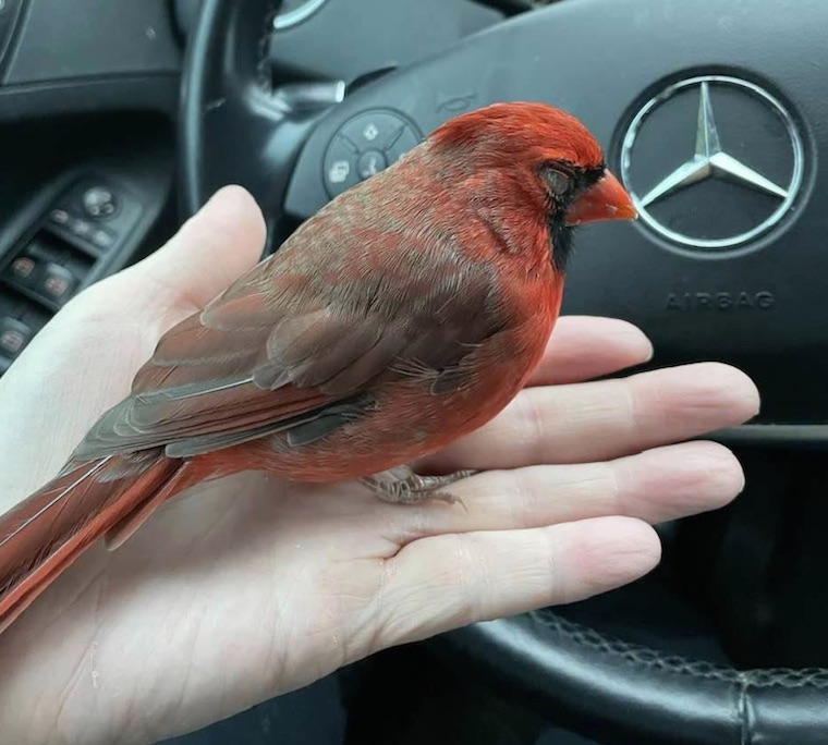 rescued Cardinal