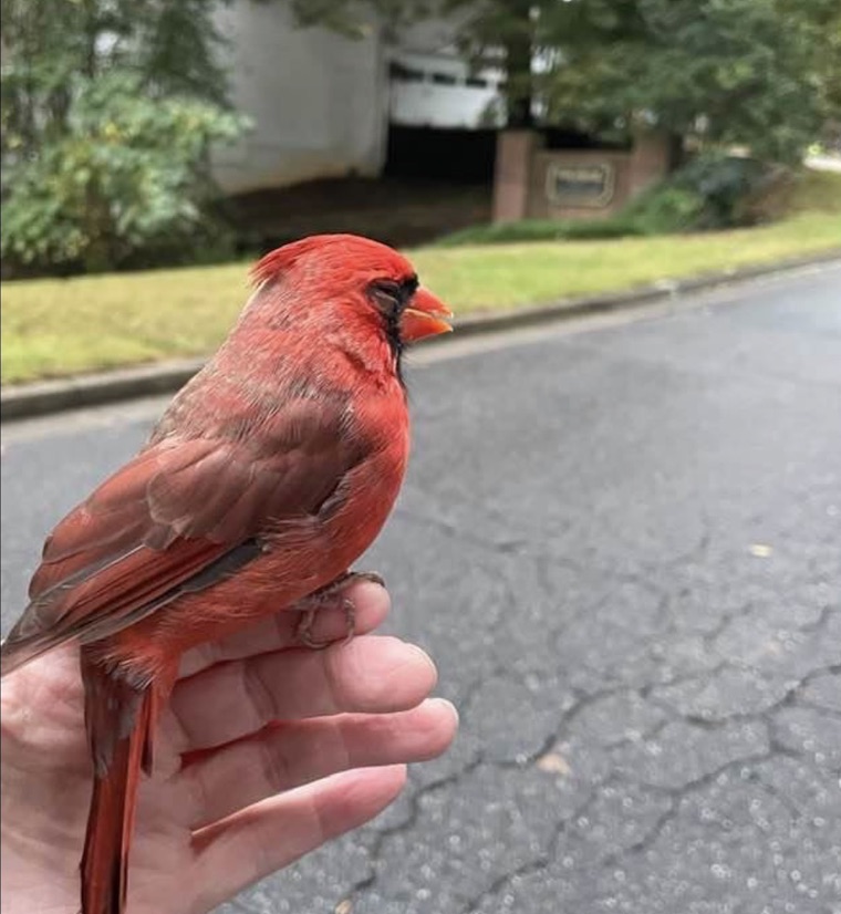 rescued Cardinal